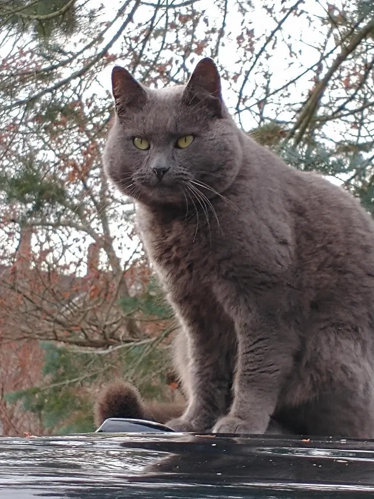 Lost cat in Taunton, MA, 2780