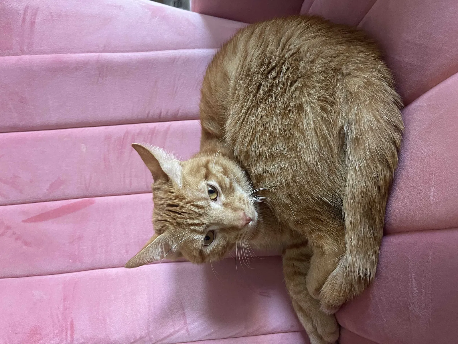 Lost cat in Friendswood, TX, 77549