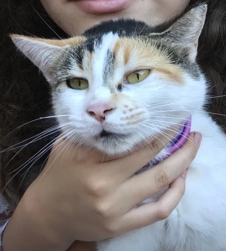 Lost cat in Hialeah, FL, 33015