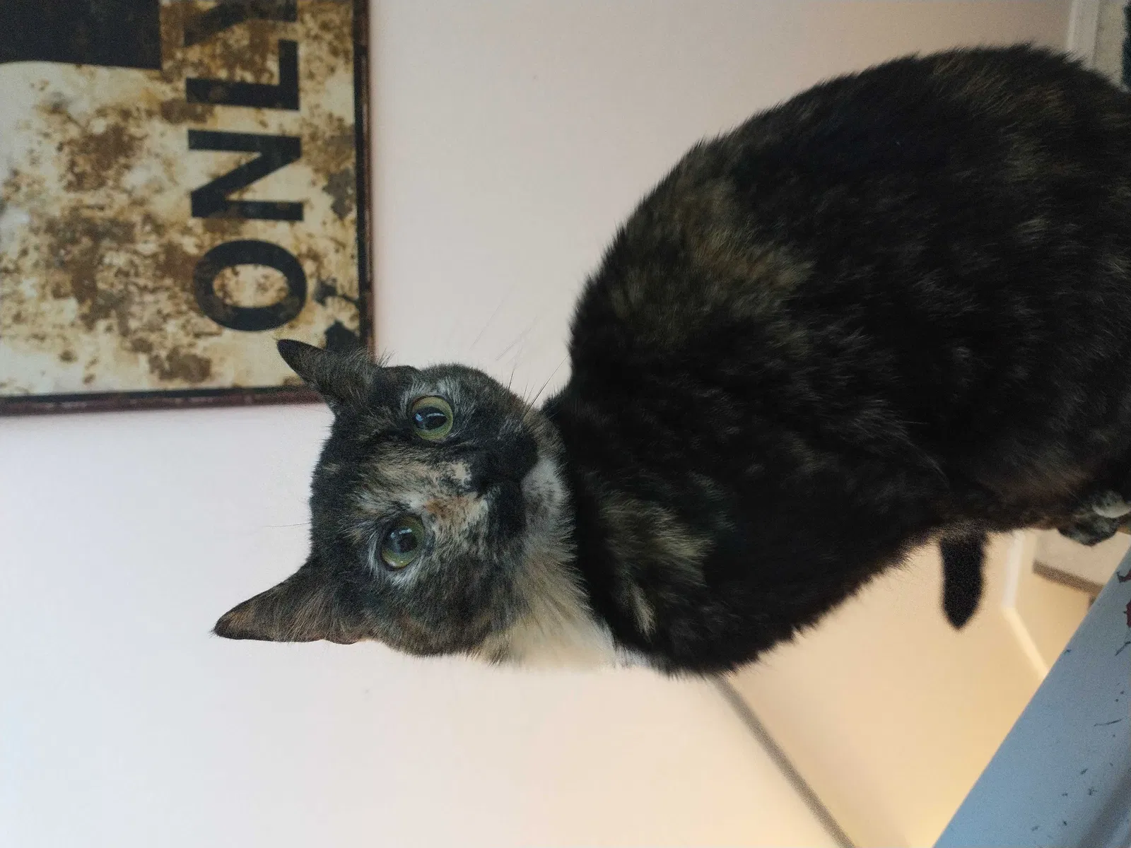 Lost cat in Salem, OR, 97304