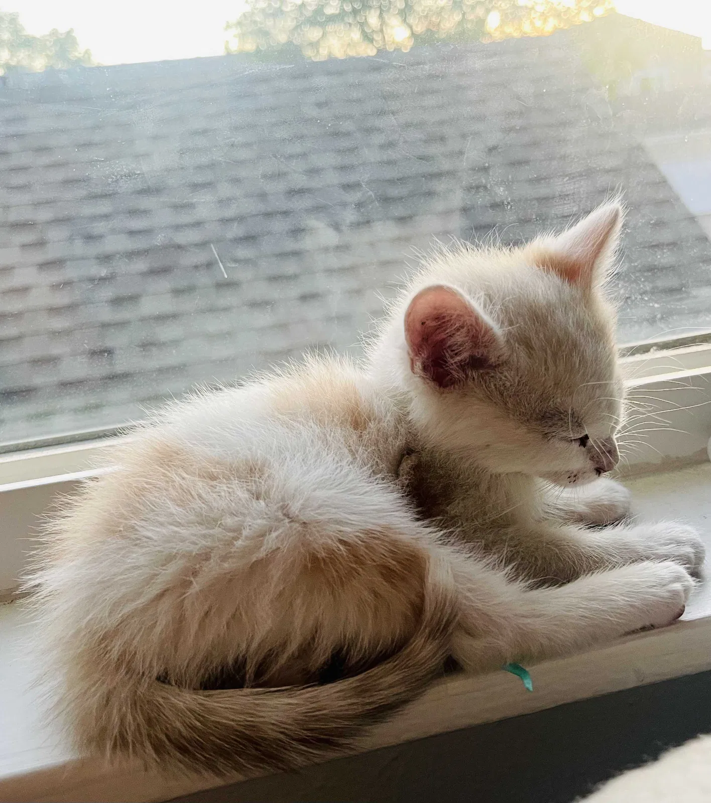 Lost cat in Commerce City, CO, 80022