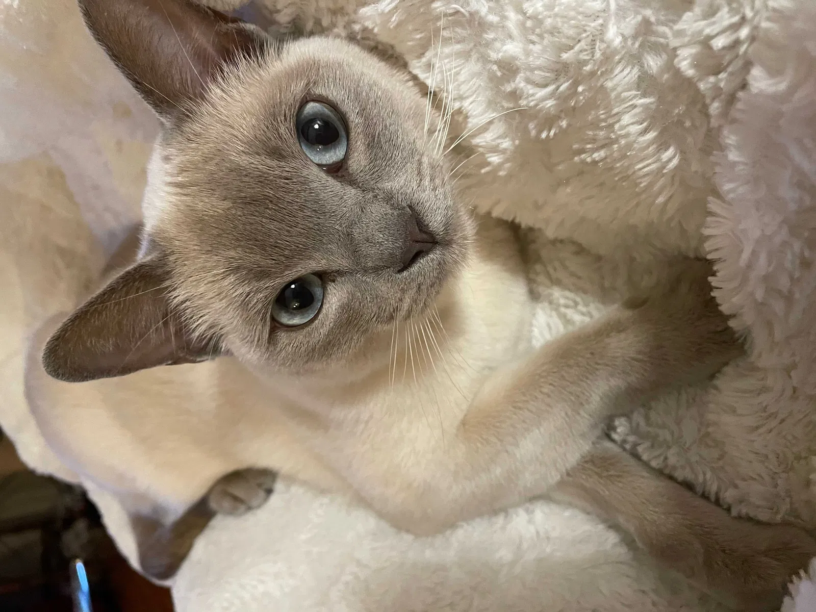 Lost cat in Solana Beach, CA, 92075