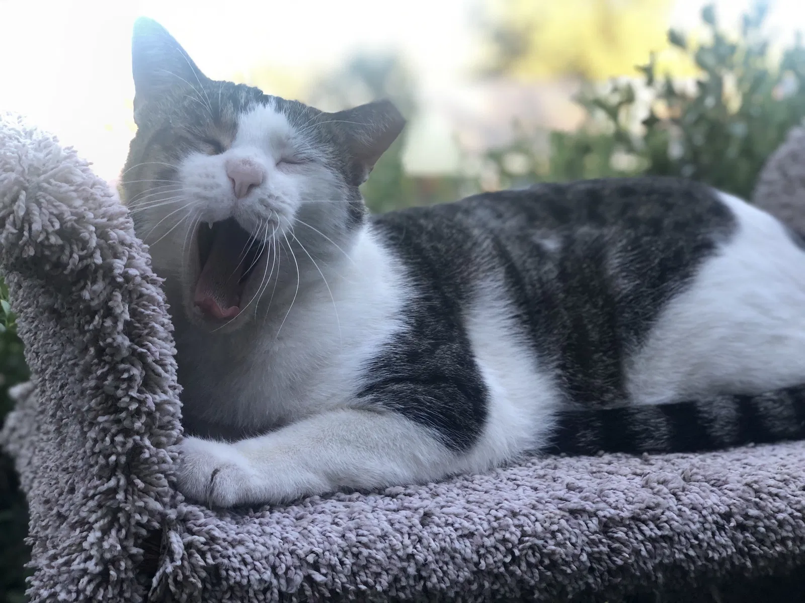 Lost cat in Grand Prairie, TX, 75050