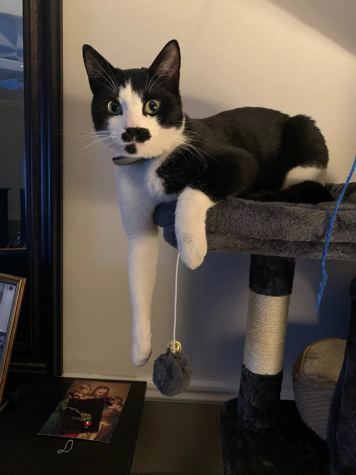 Lost cat in Salt Lake City, UT, 84129