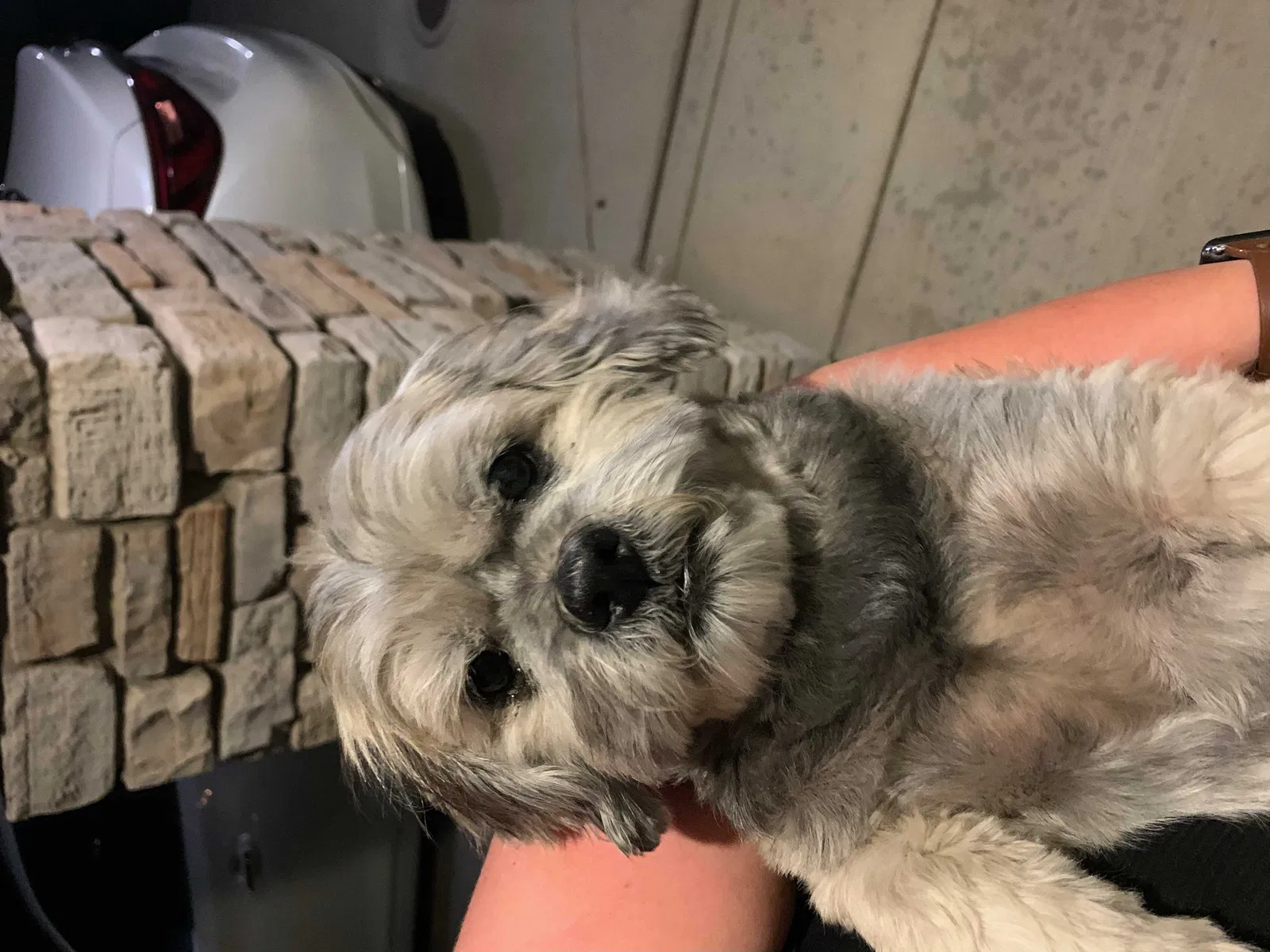 Found dog in Manteca, CA, 95337