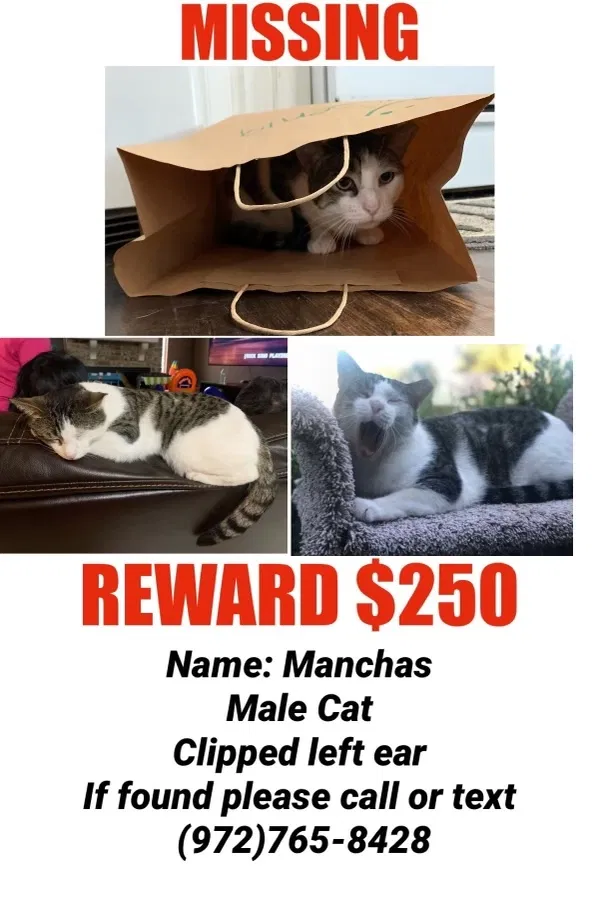 Lost cat in Grand Prairie, TX, 75050