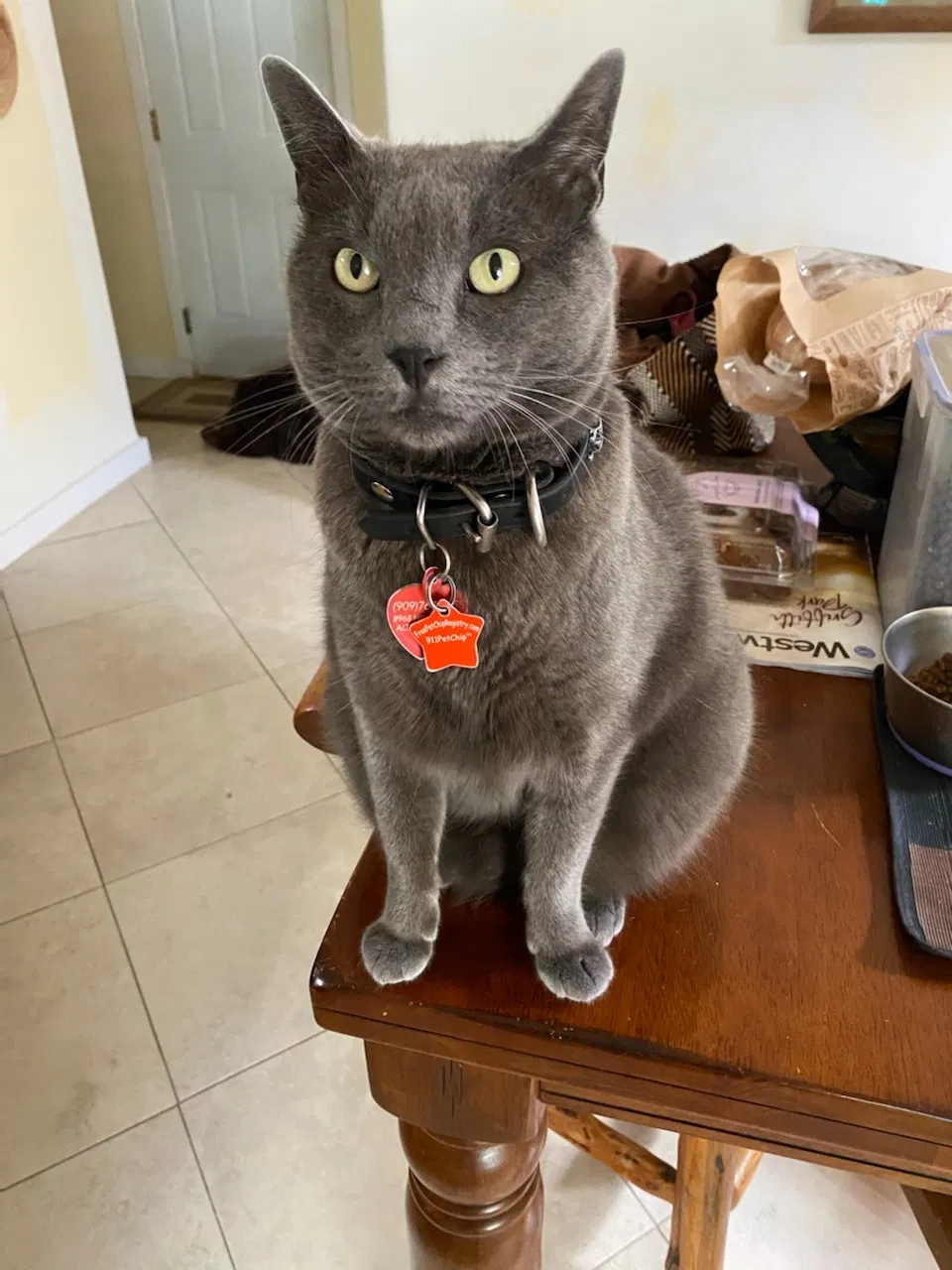 Lost cat in Rancho Cucamonga, CA, 91737