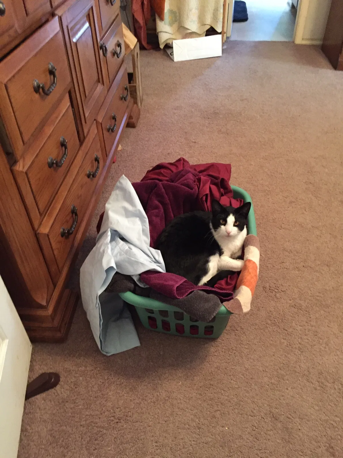 Lost cat in Leonard, TX, 75452