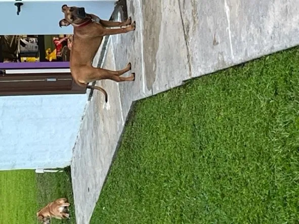 Lost dog in Pensacola, FL, 32526