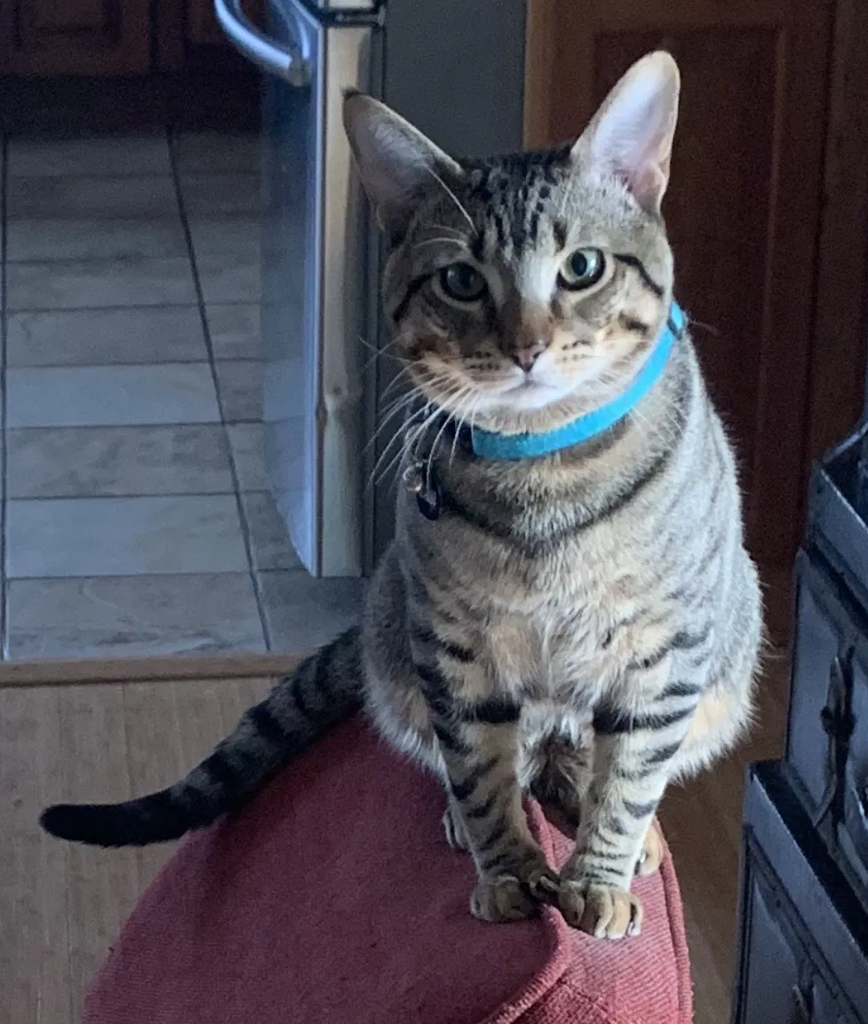 Lost cat in Lynn, MA, 1902