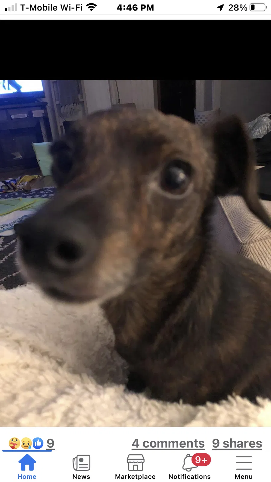 Lost dog in San Angelo, TX, 76902