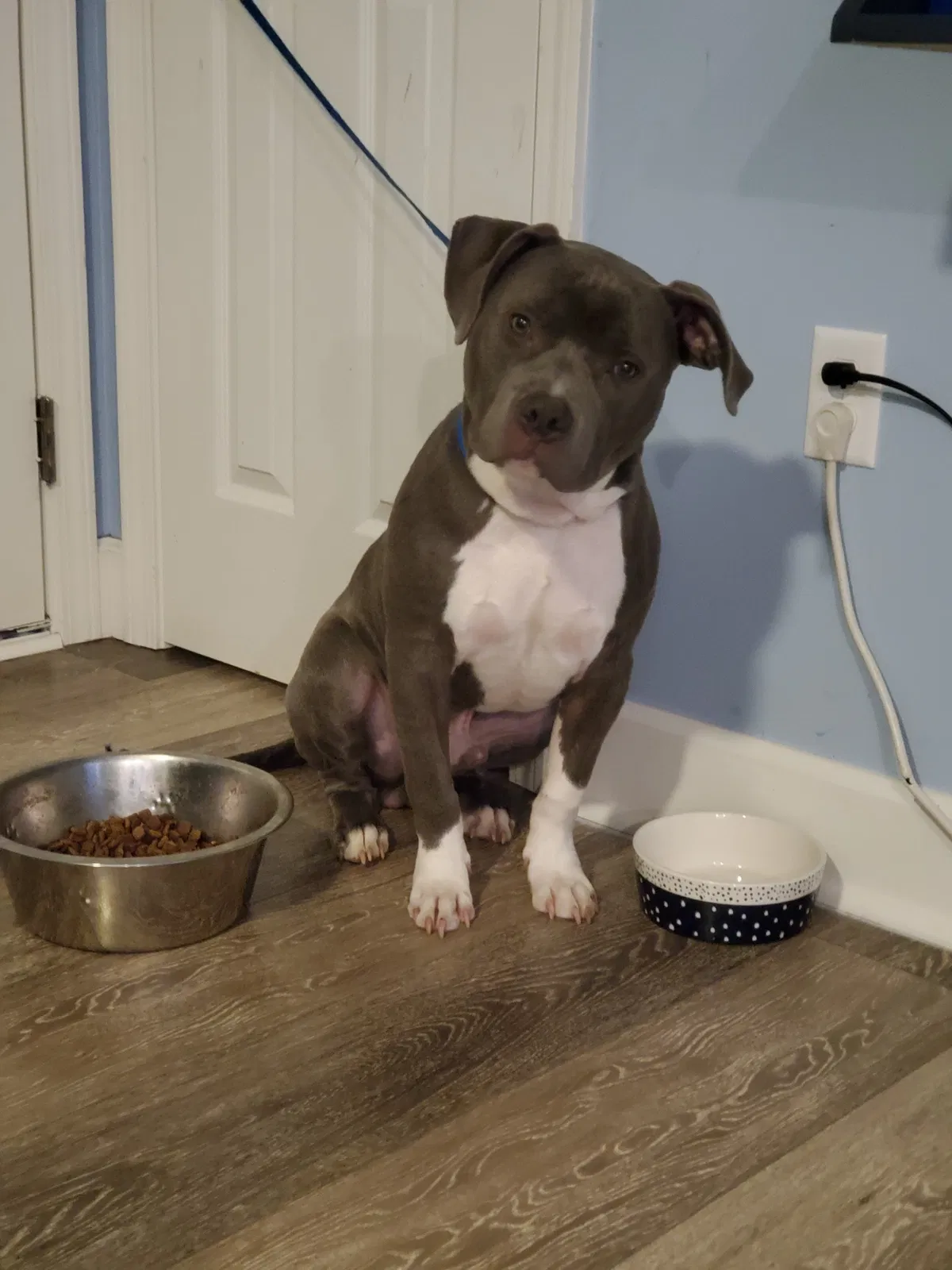 Lost dog in Winston Salem, NC, 27107