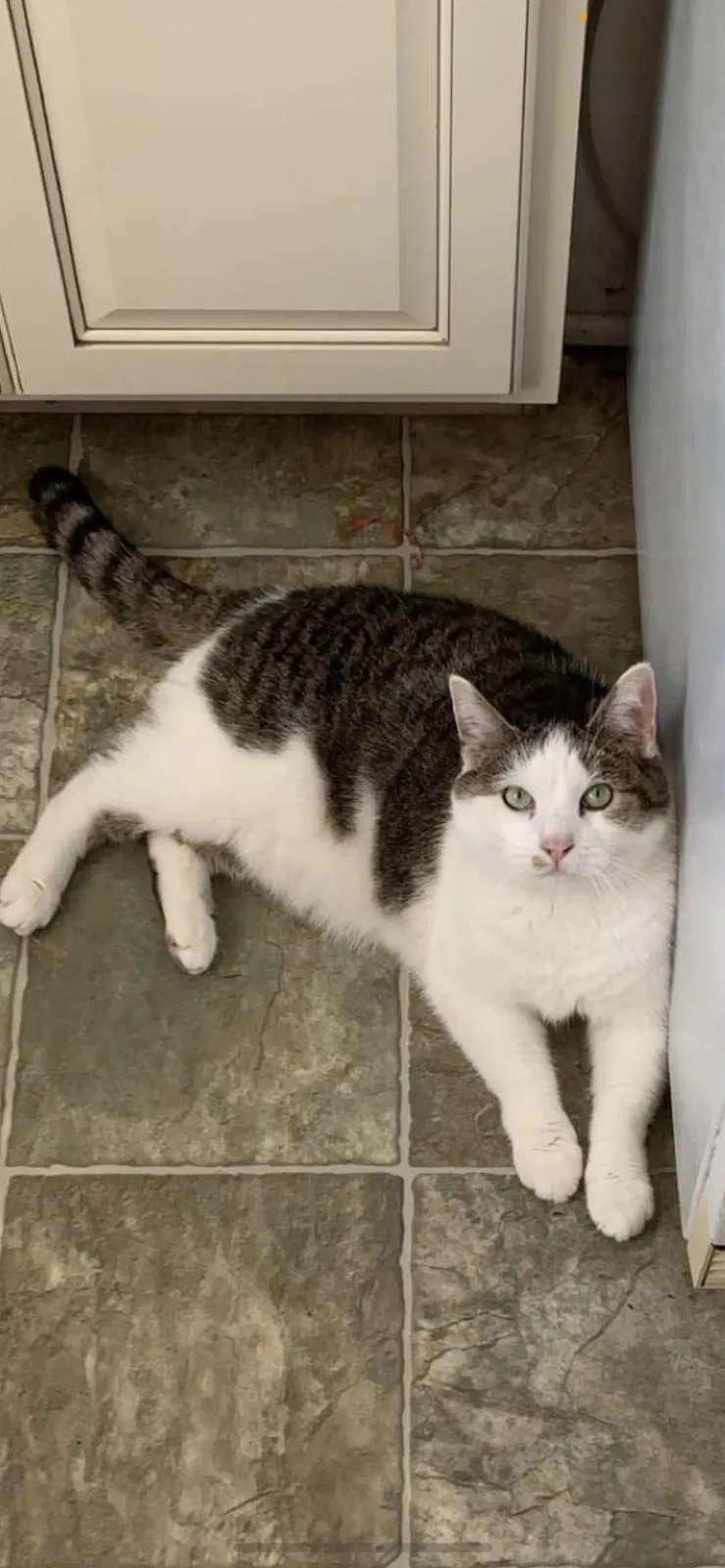 Lost cat in Midlothian, IL, 60445