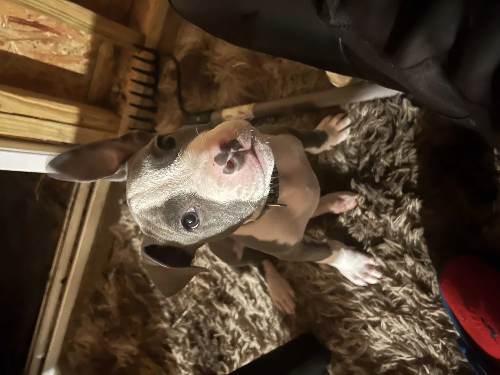 Lost dog in Waco, TX, 76706