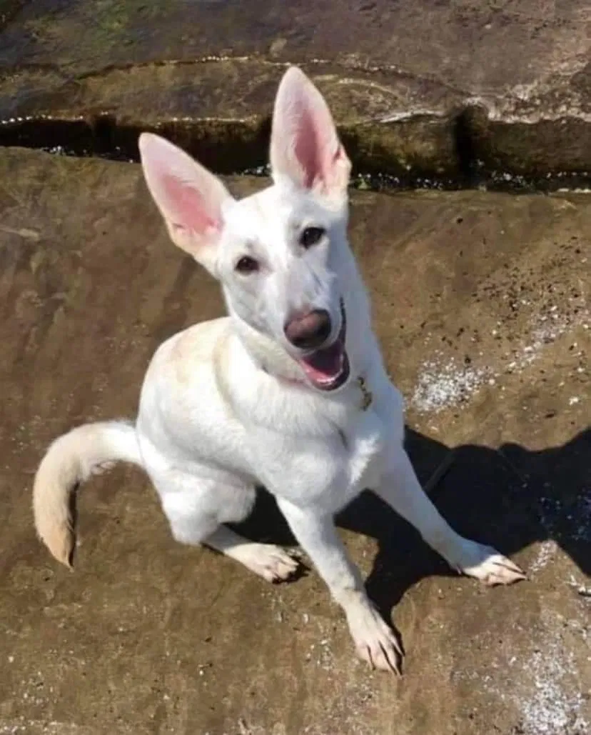 Lost dog in Cleveland, OH, 44109