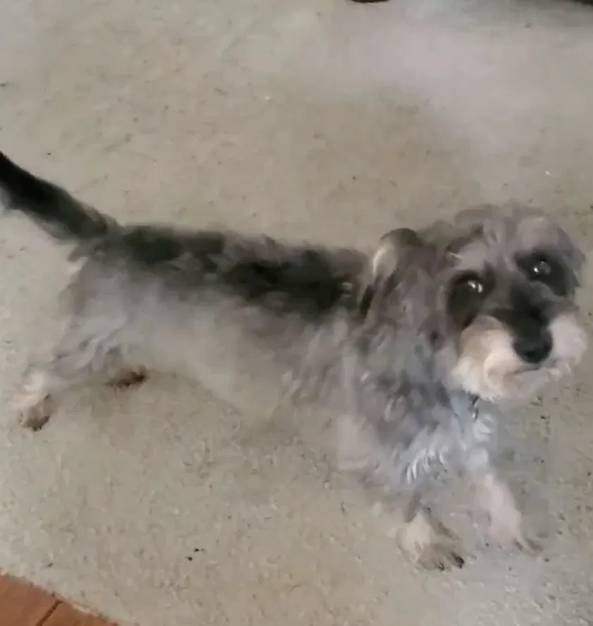 Lost dog in Wylie, TX, 75098