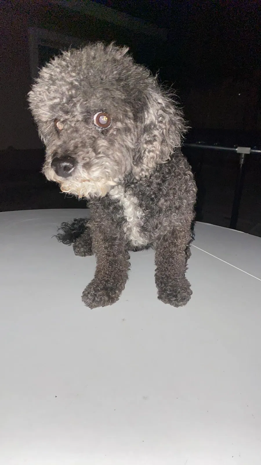 Lost dog in Las Vegas, NV, 89144