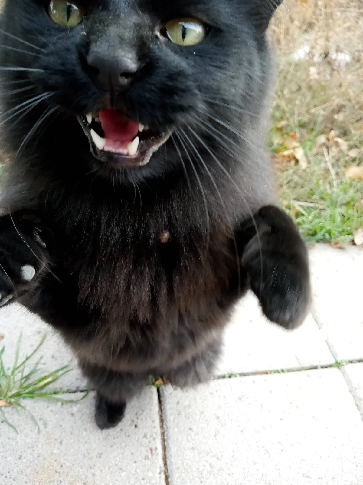 Lost cat in West Jordan, UT, 84088