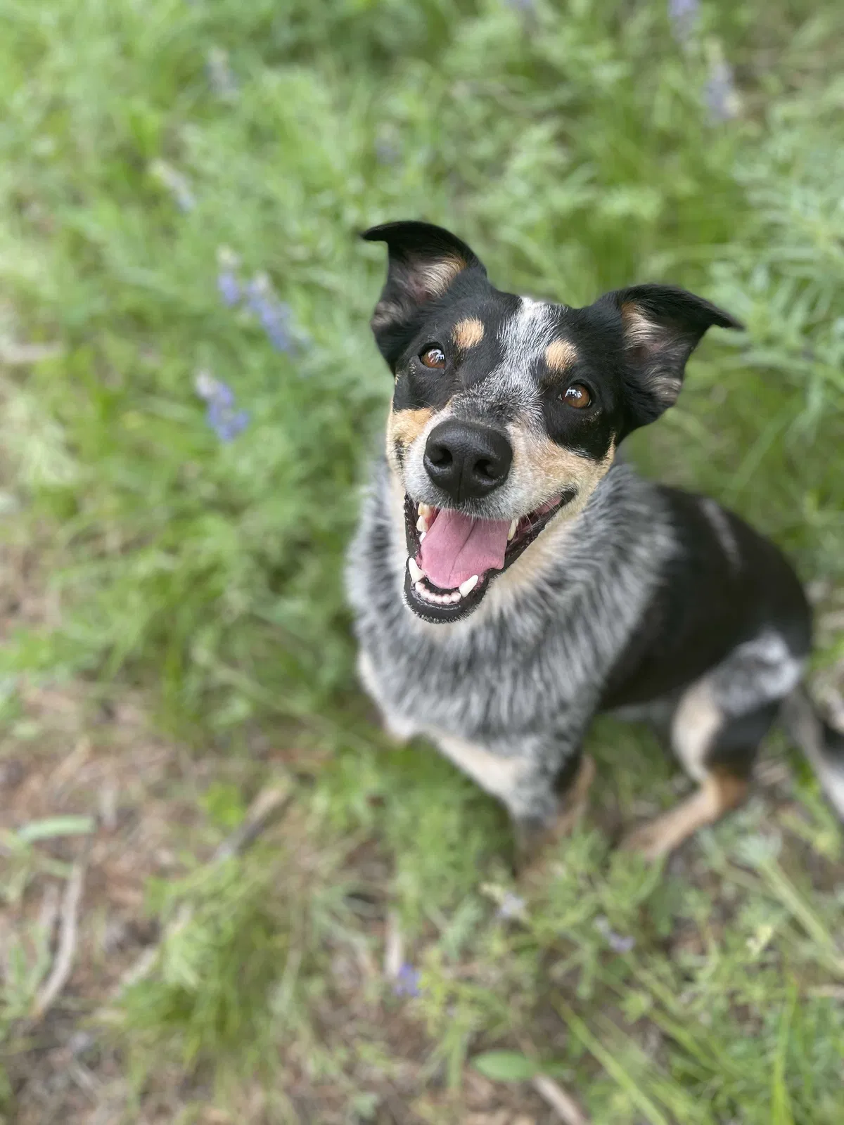 Missing Dog