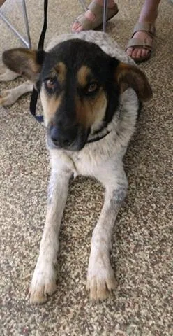 Found dog in Colorado Springs, CO, 80905