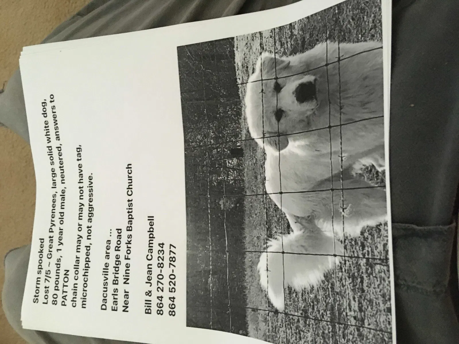 Found dog in Easley, SC, 29640