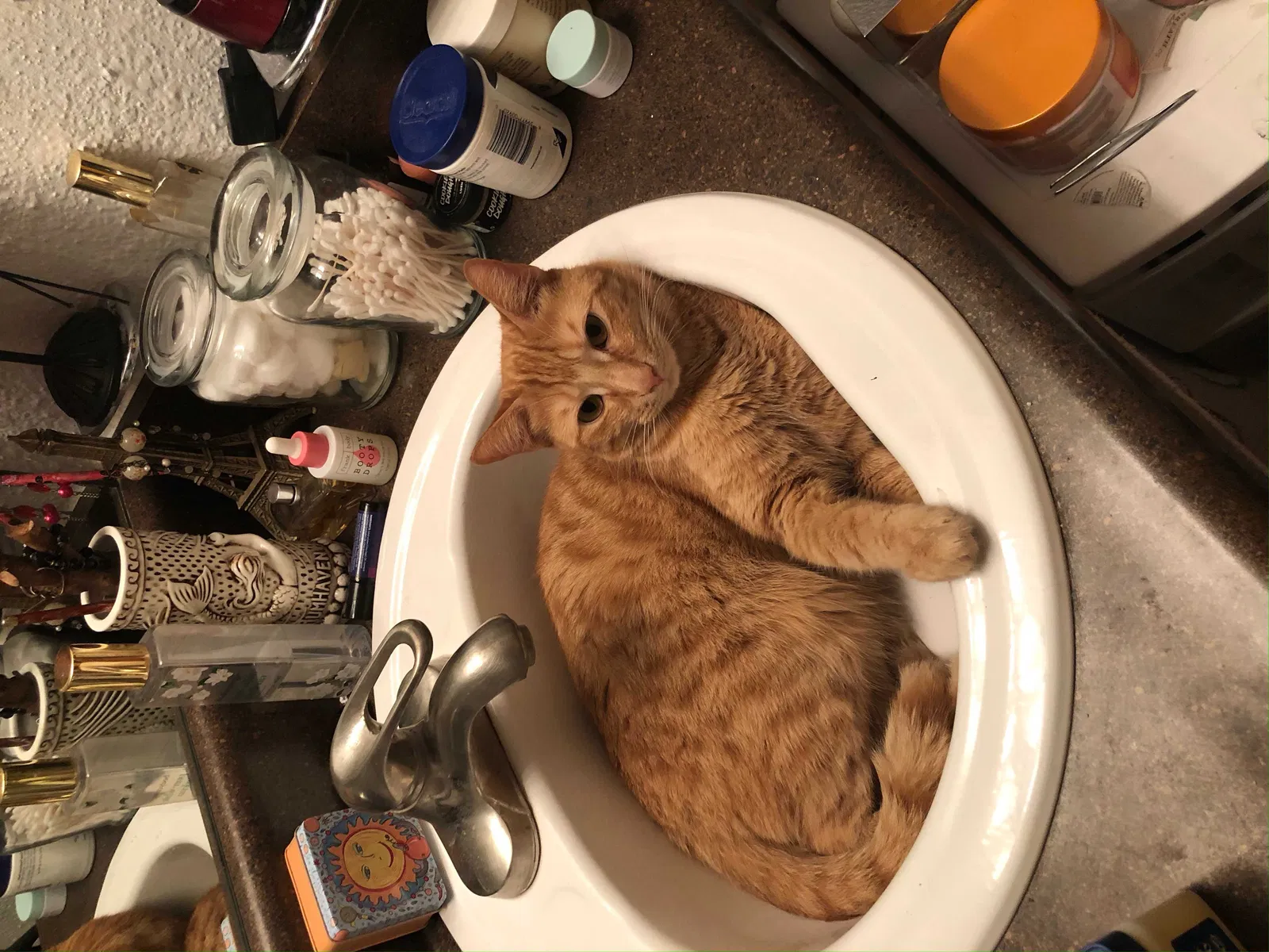 Lost cat in Fayetteville, NC, 28311