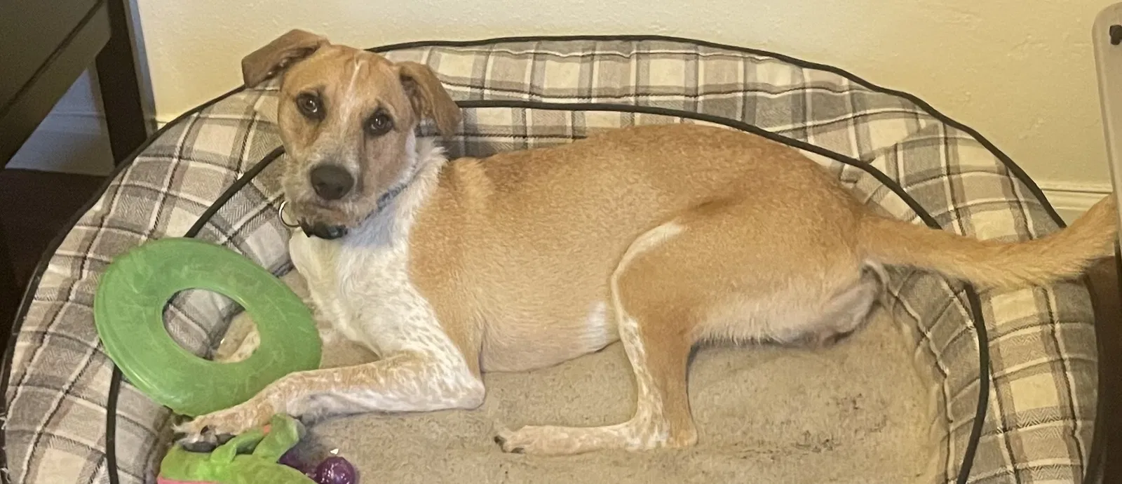 Lost dog in Spring Valley, CA, 91977