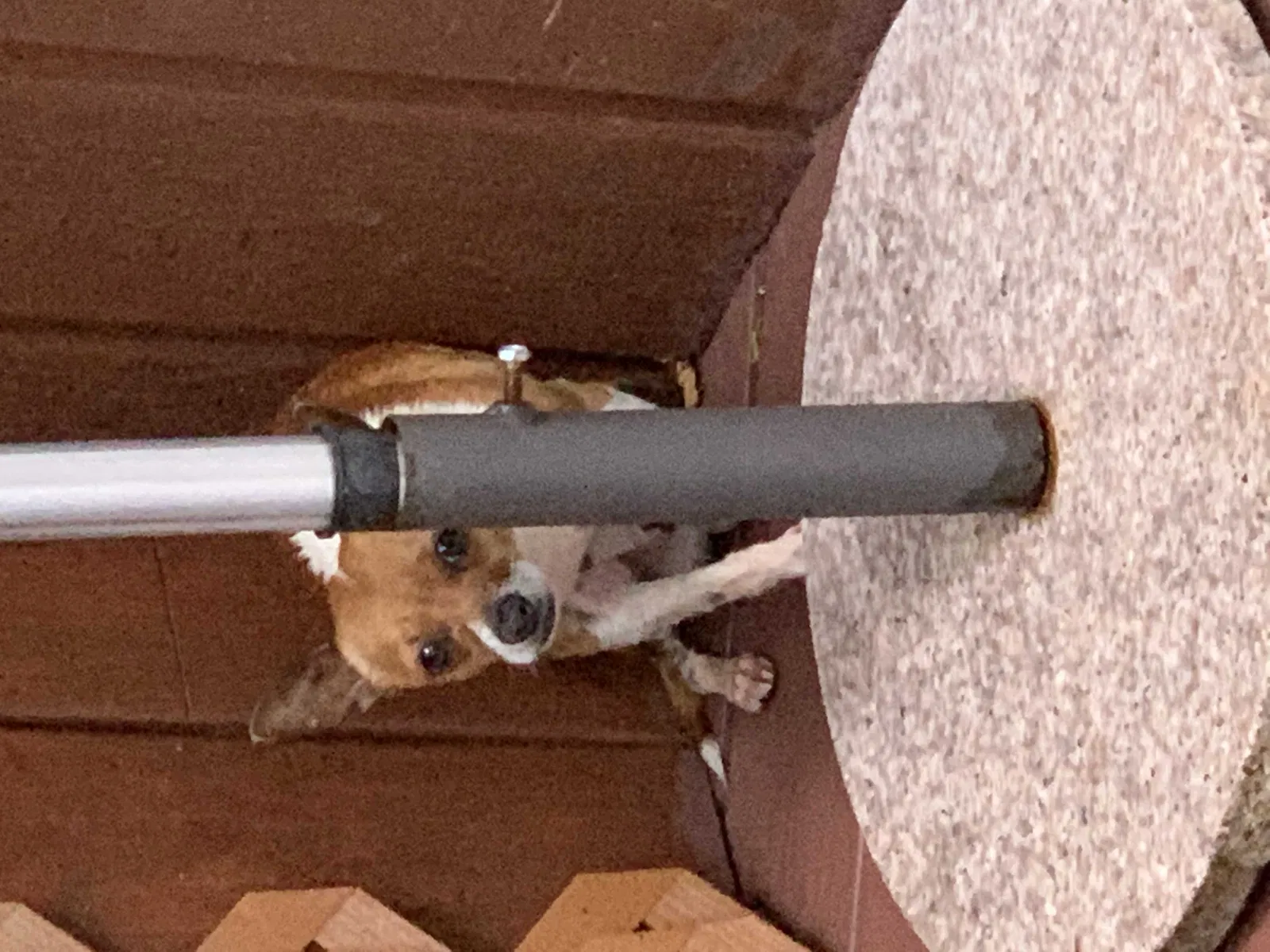 Found dog in Piney Flats, TN, 37686