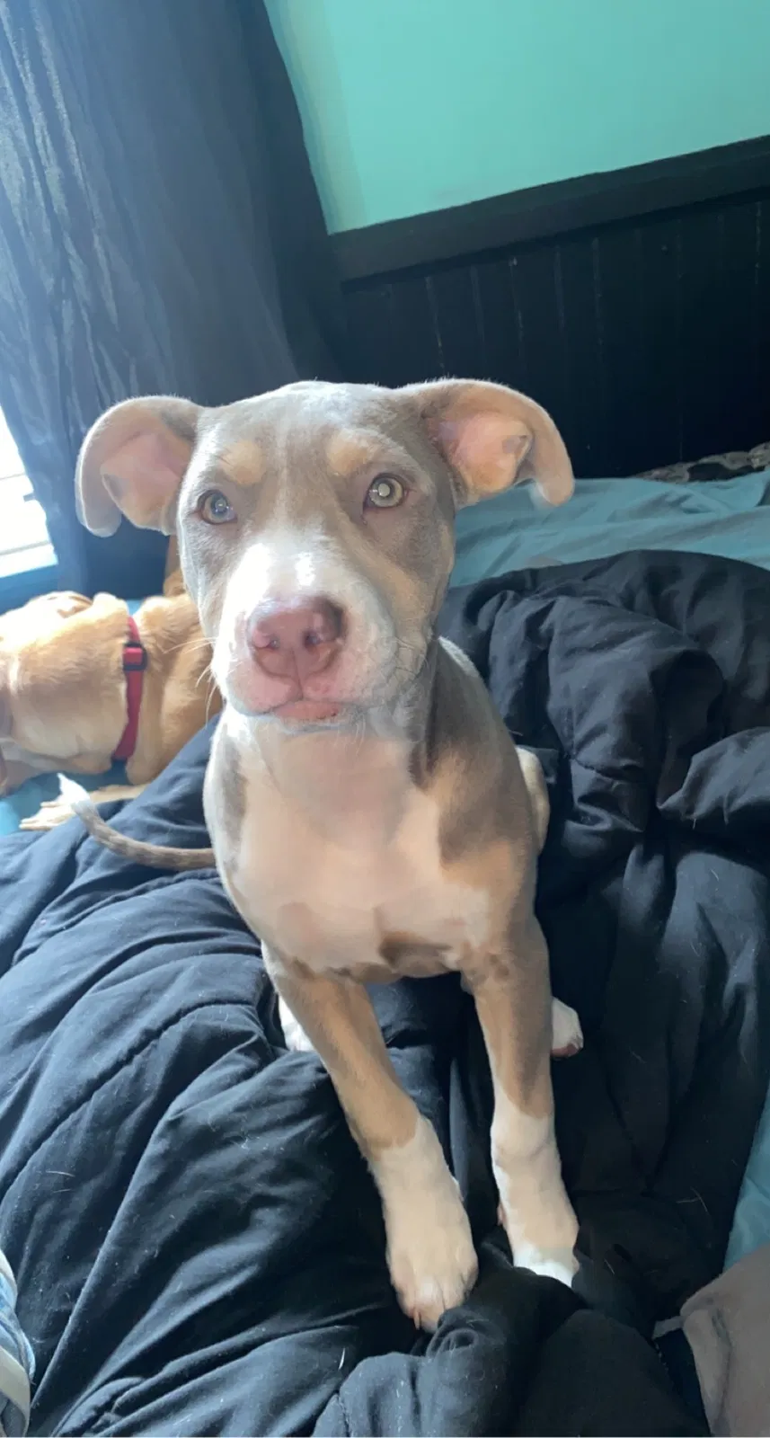Lost dog in Harpers Ferry, WV, 25425