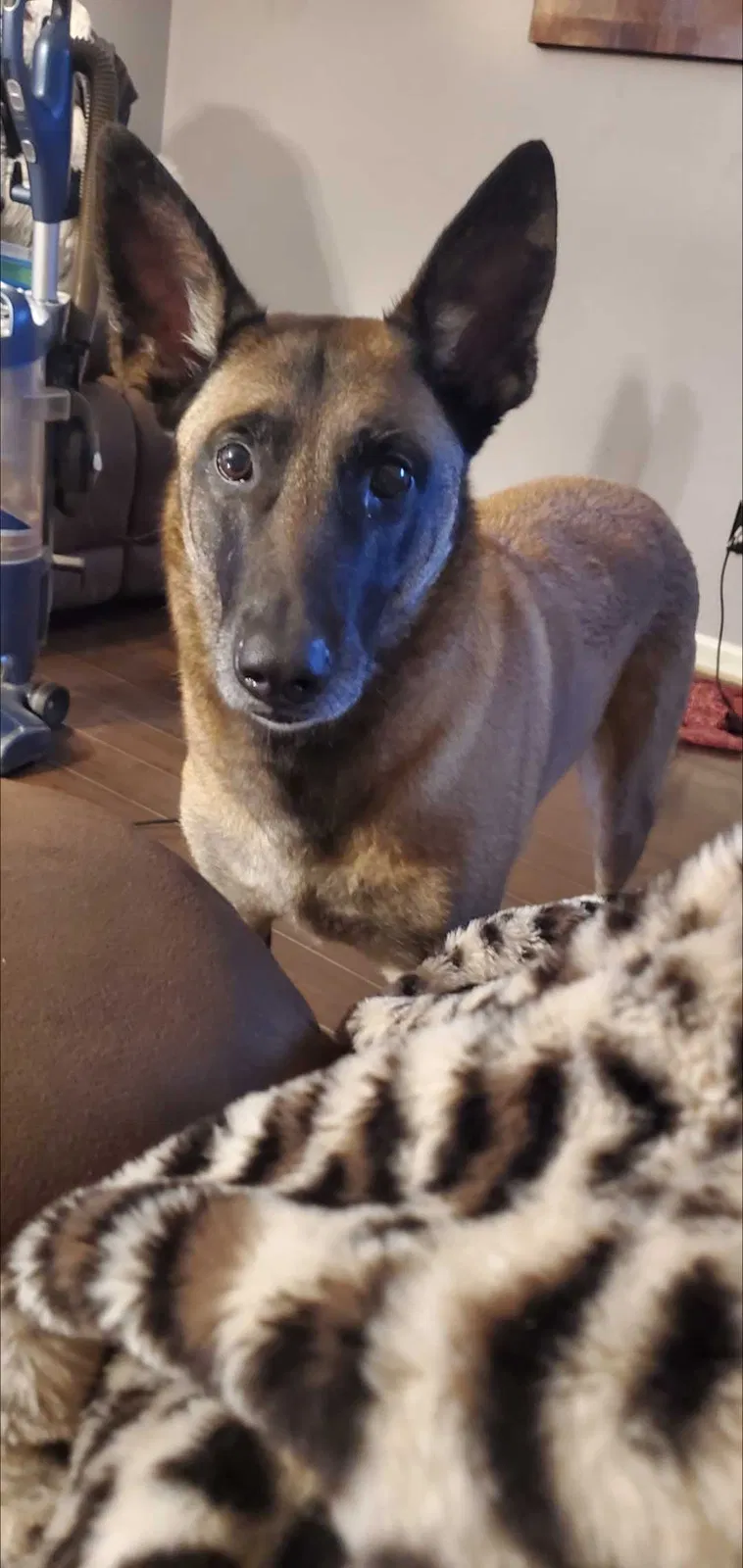 Lost dog in Jonesboro, AR, 72401