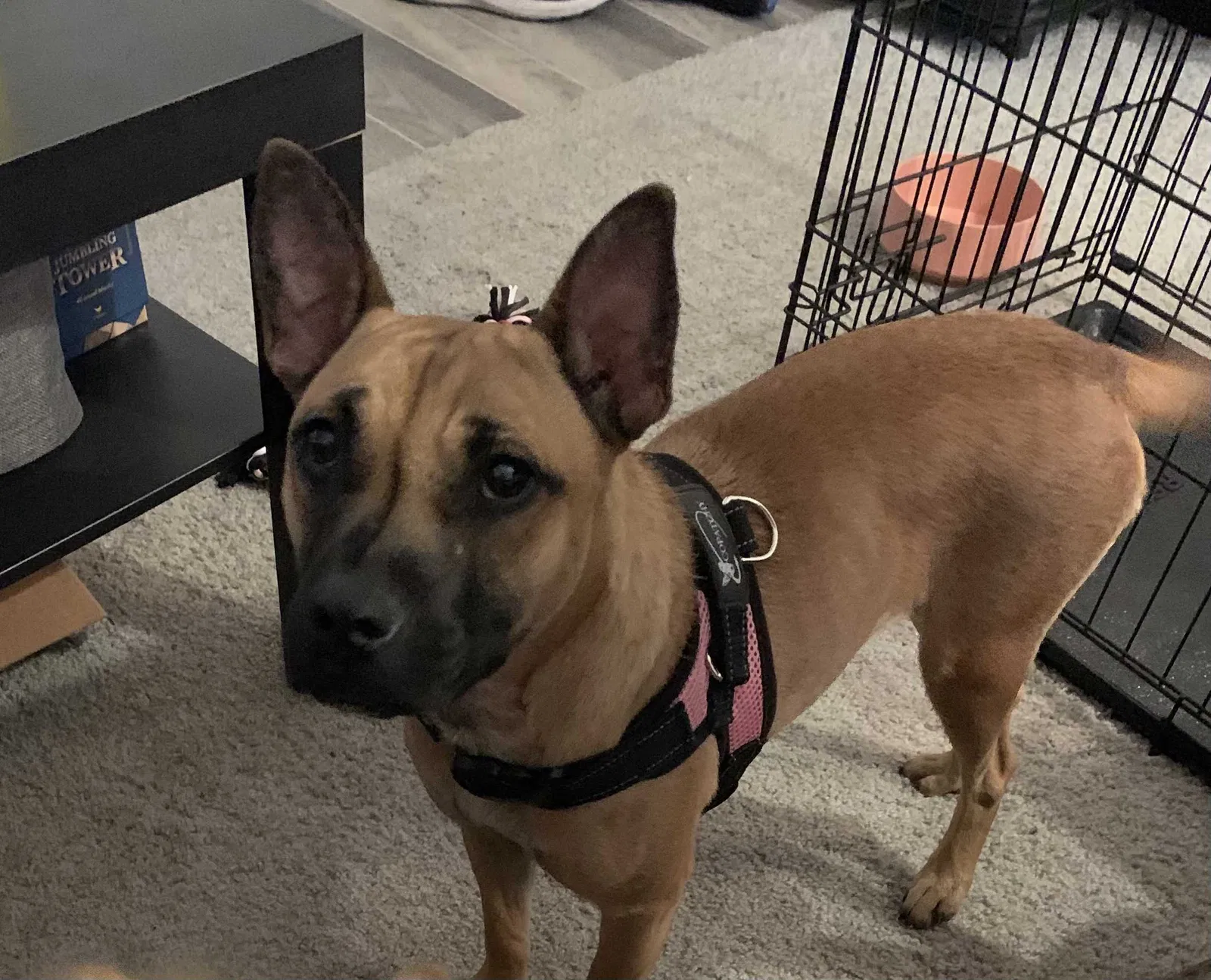 Lost dog in Arlington, TX, 76015