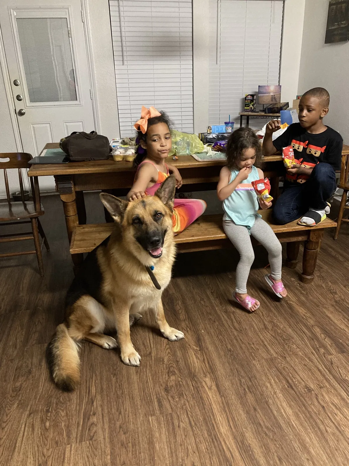Lost dog in Wylie, TX, 75098