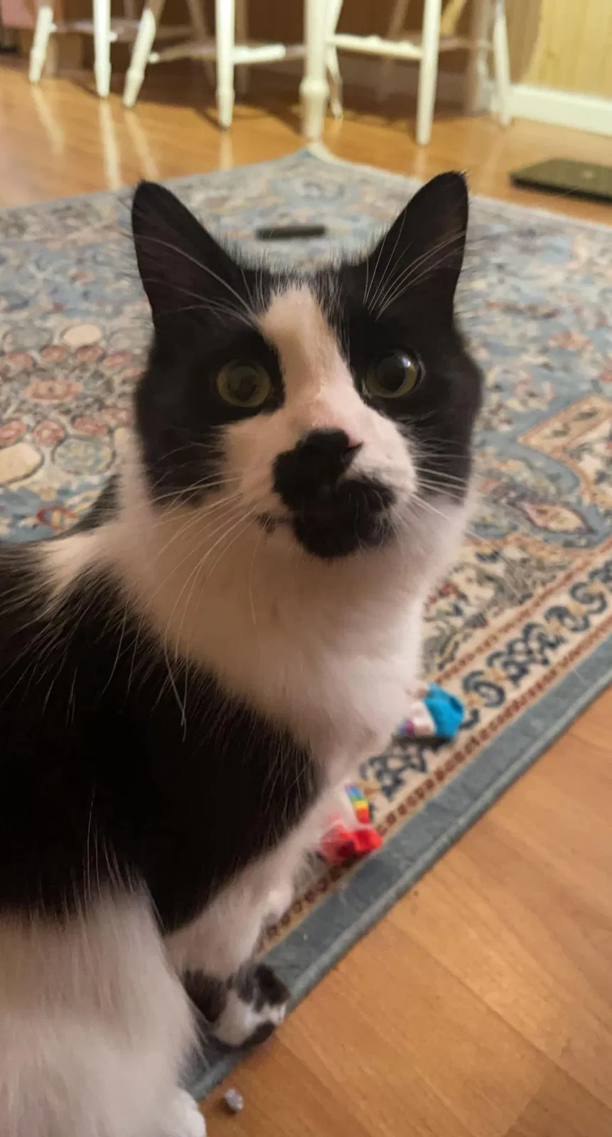 Lost cat in Bellevue, WA, 98004