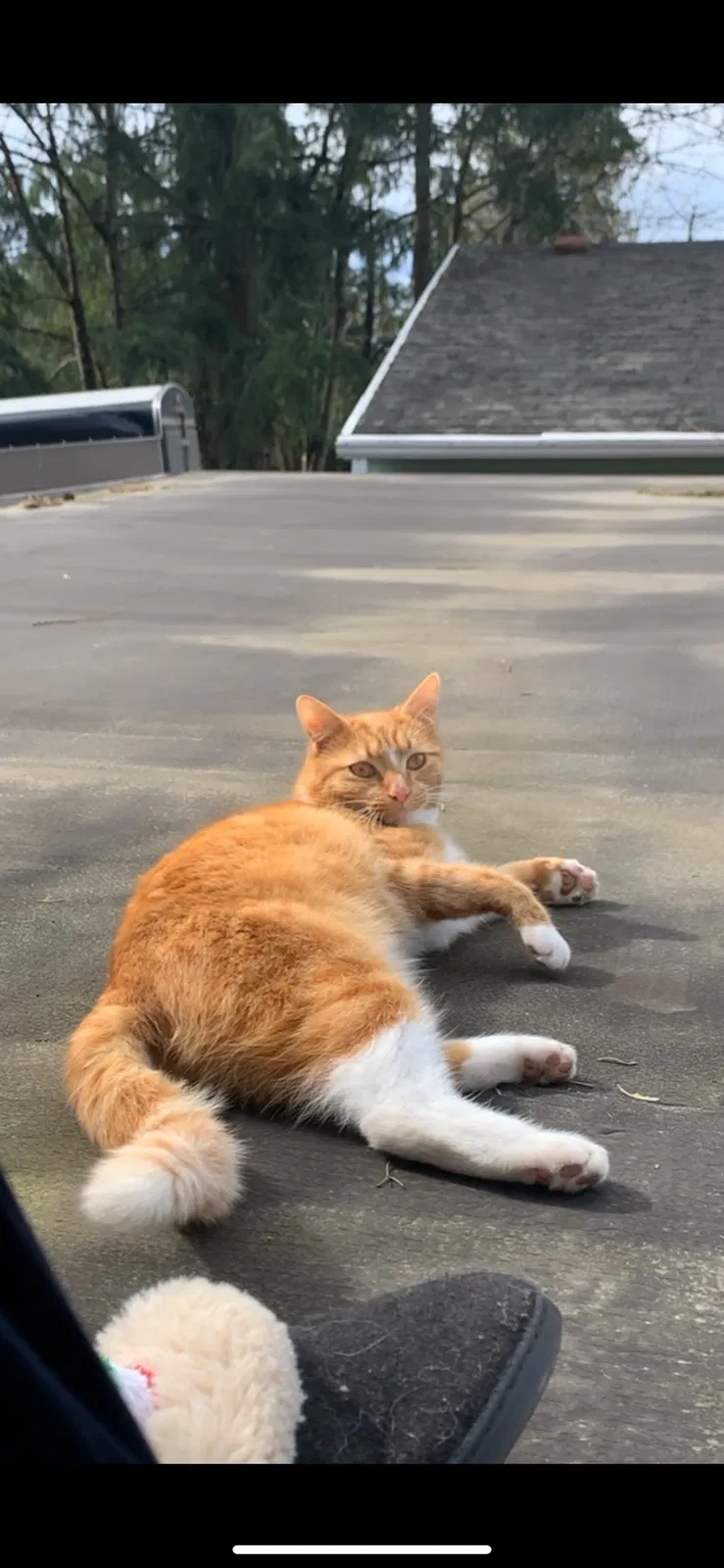 Lost cat in Portland, OR, 97219