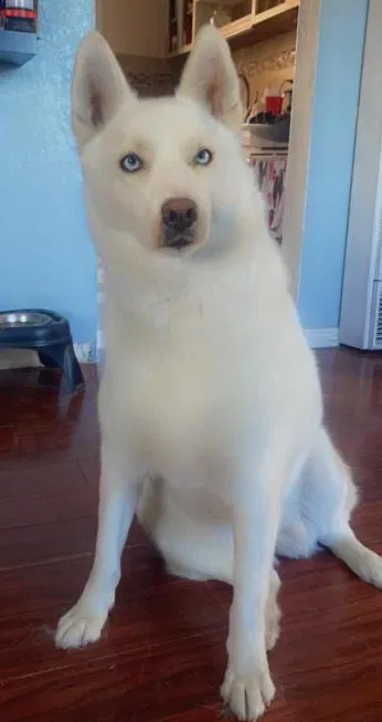 Lost dog in Norwalk, CA, 90650