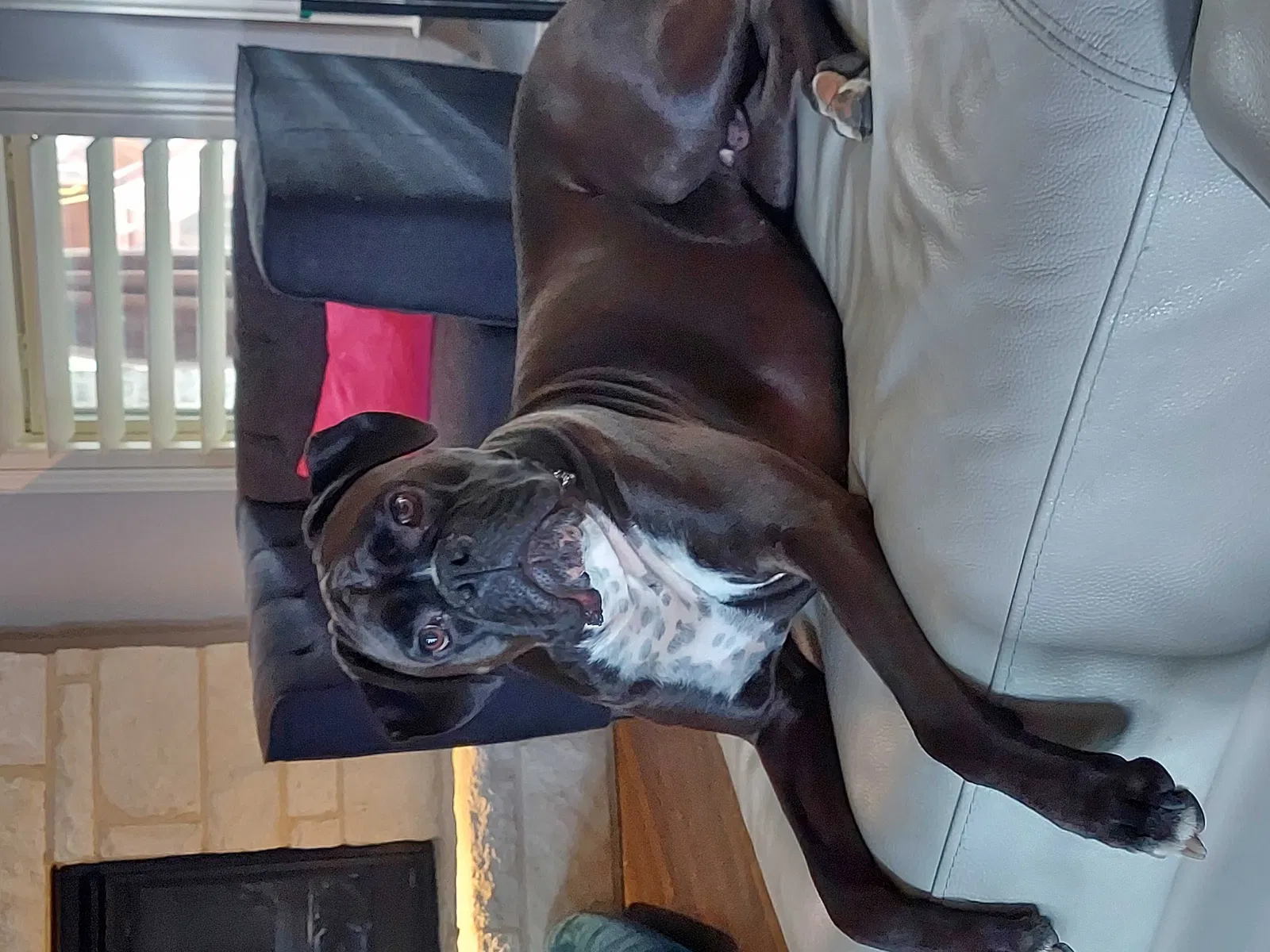 Lost dog in Carrollton, TX, 75006