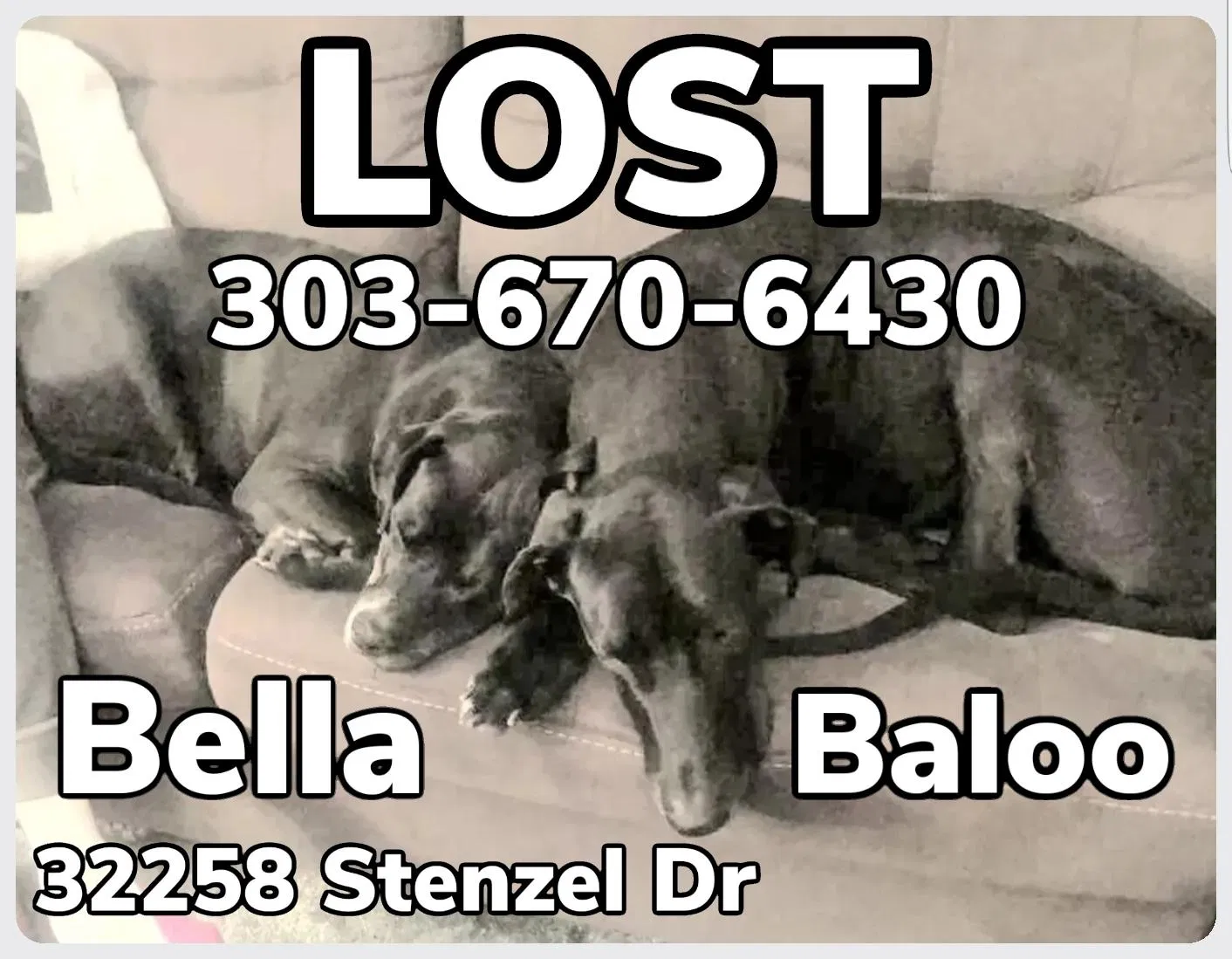 Lost dog in Conifer, CO, 80433