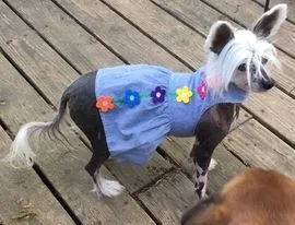 Lost dog in Taylors, SC, 29687