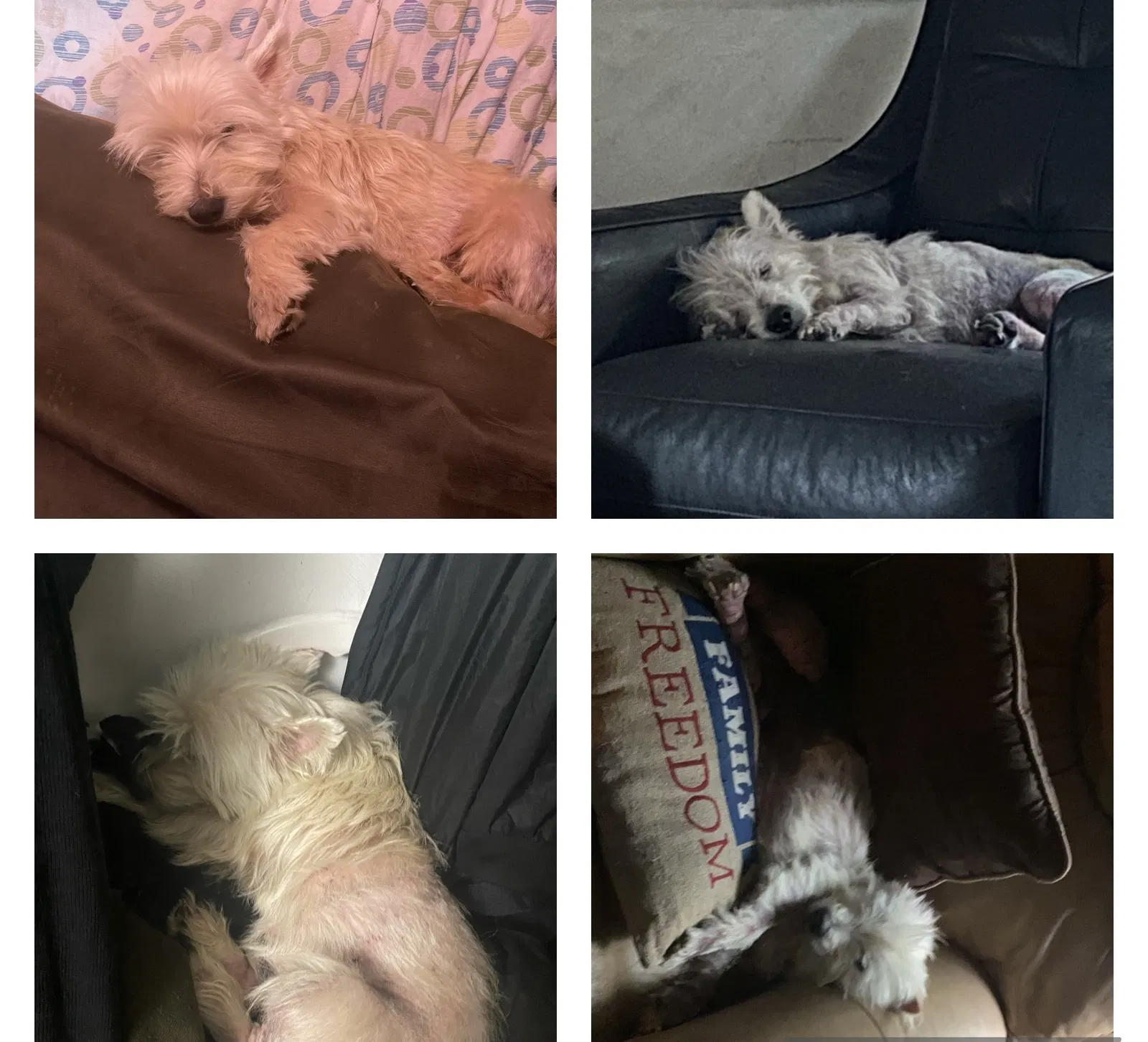 Lost dog in Chesapeake, VA, 23322