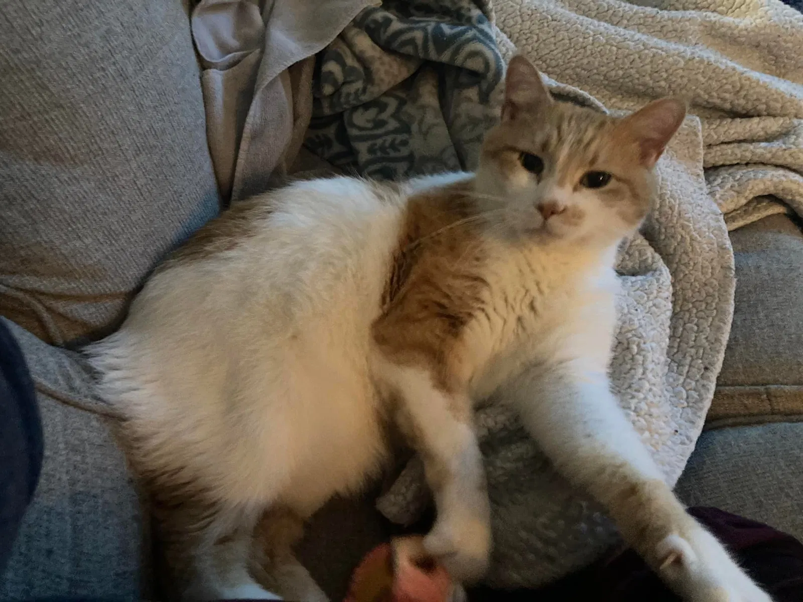 Lost cat in Sioux Falls, SD, 57108