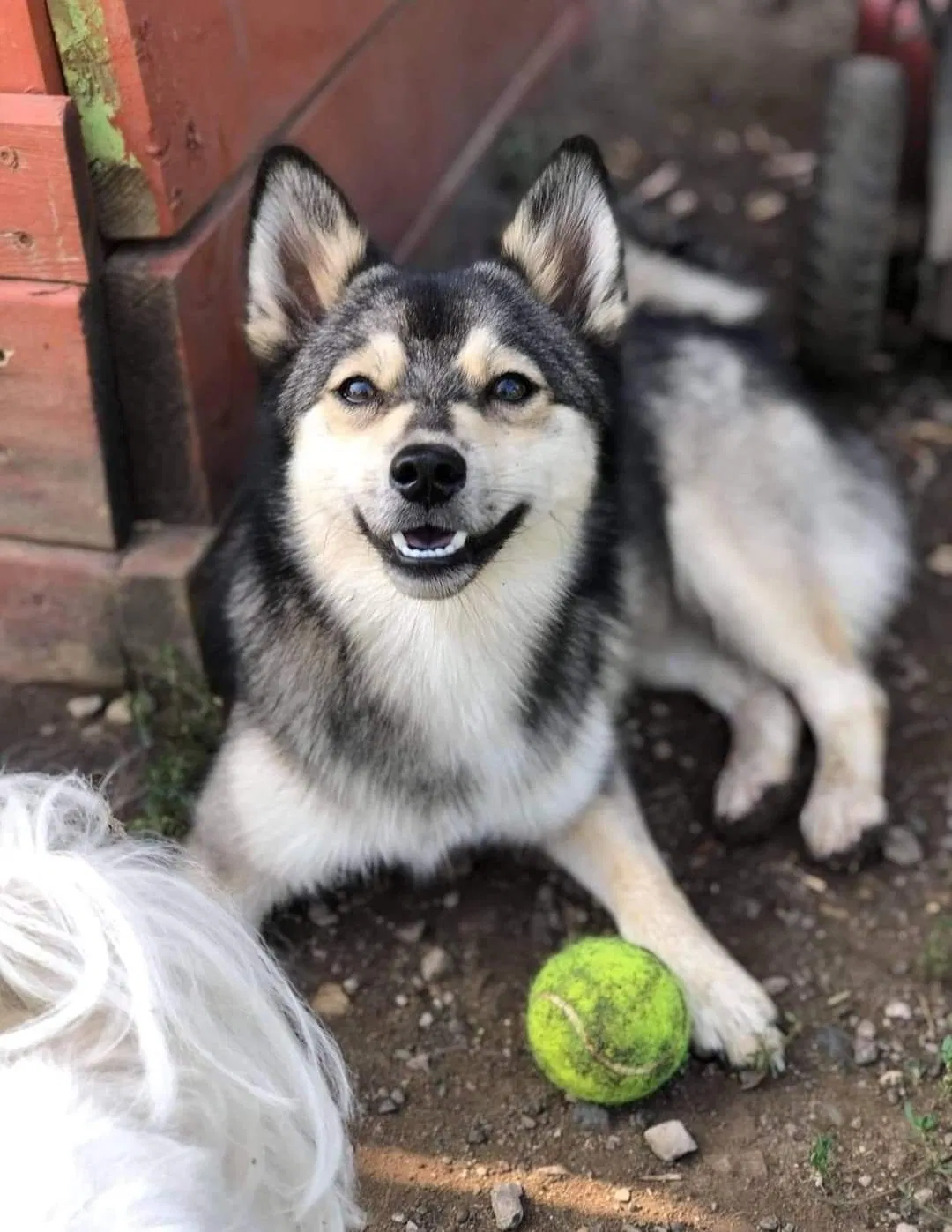 Lost dog in Grove City, OH, 43123