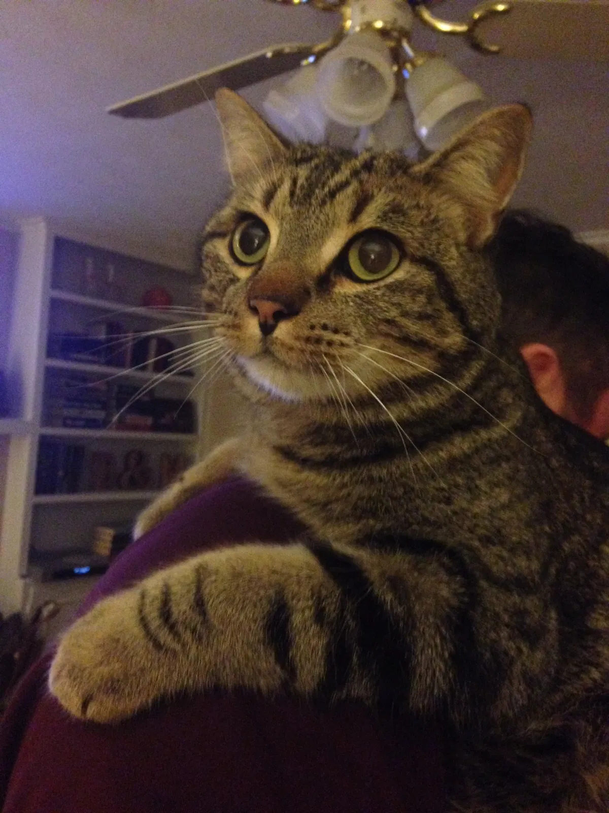 Lost cat in Knoxville, TN, 37909