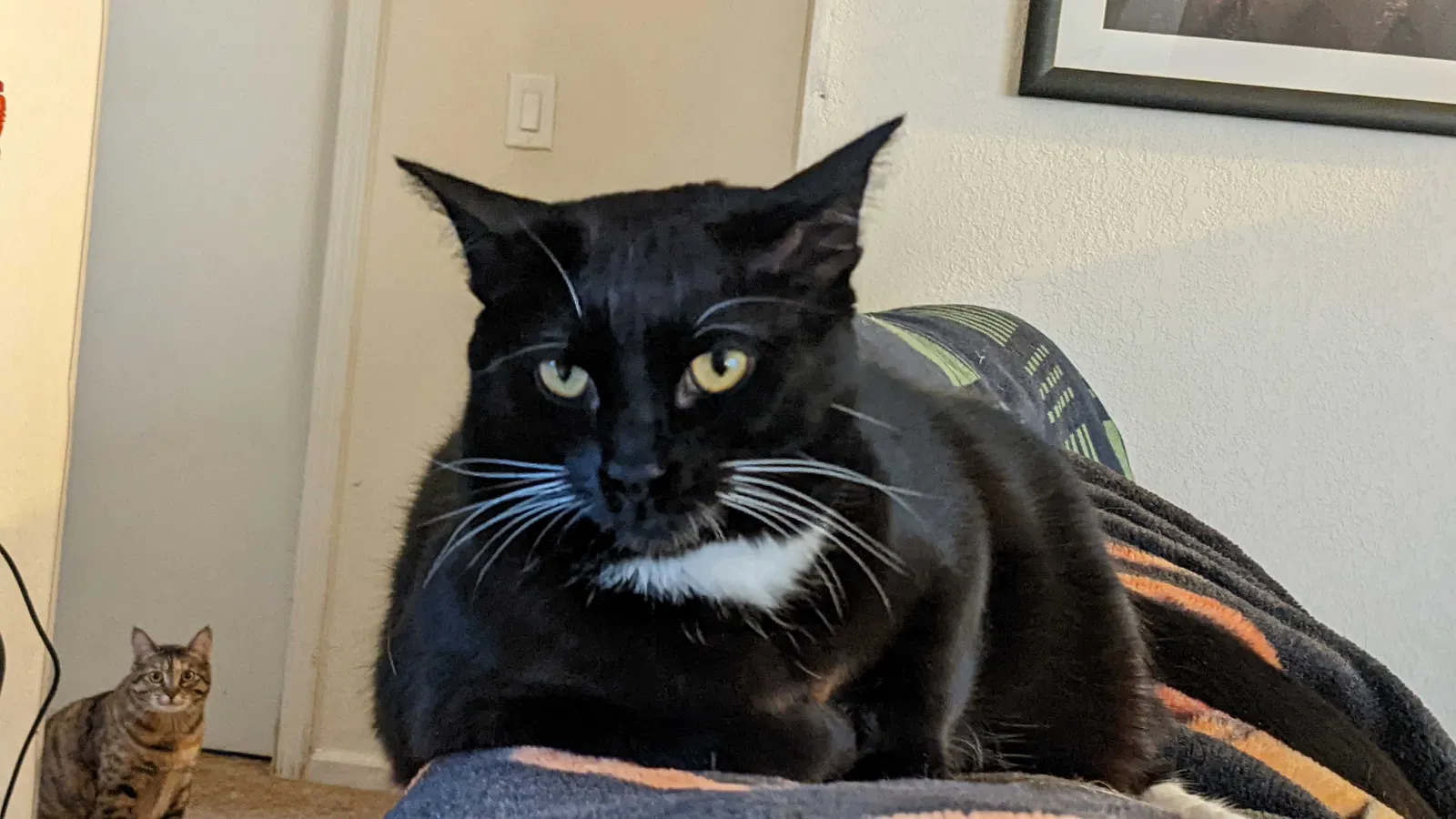 Lost cat in Salem, OR, 97301
