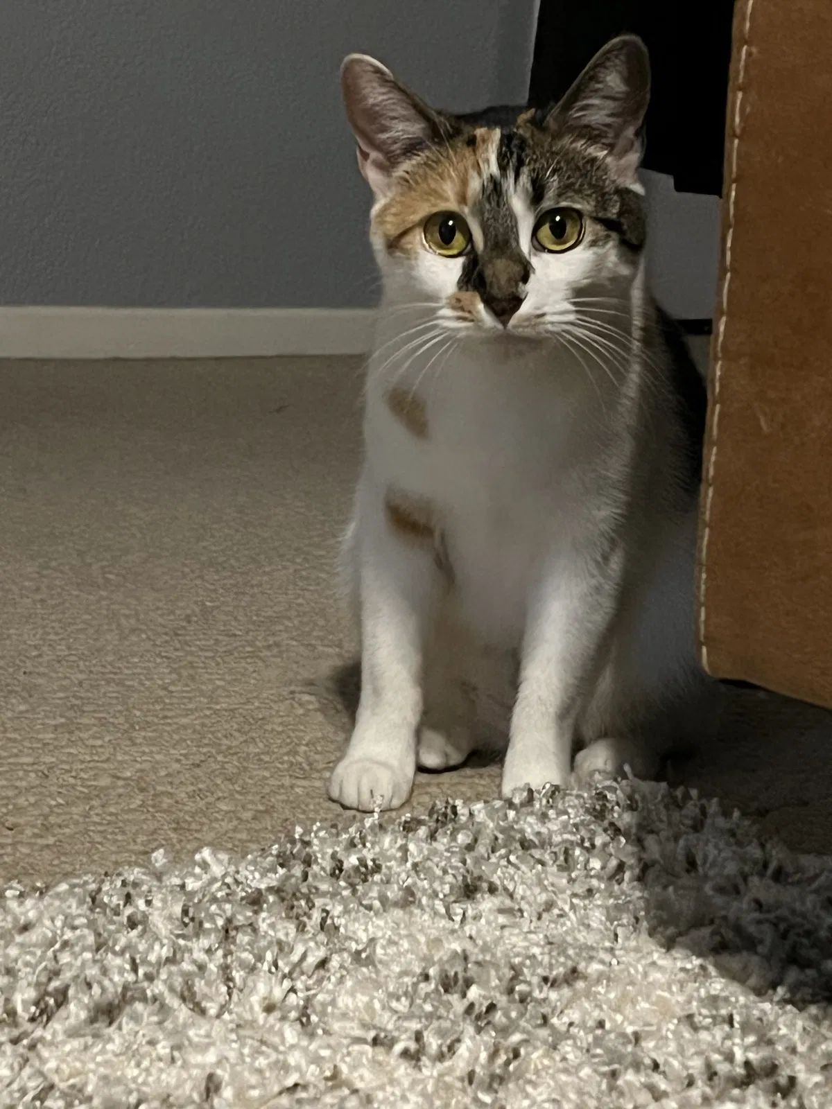 Lost cat in Escondido, CA, 92025