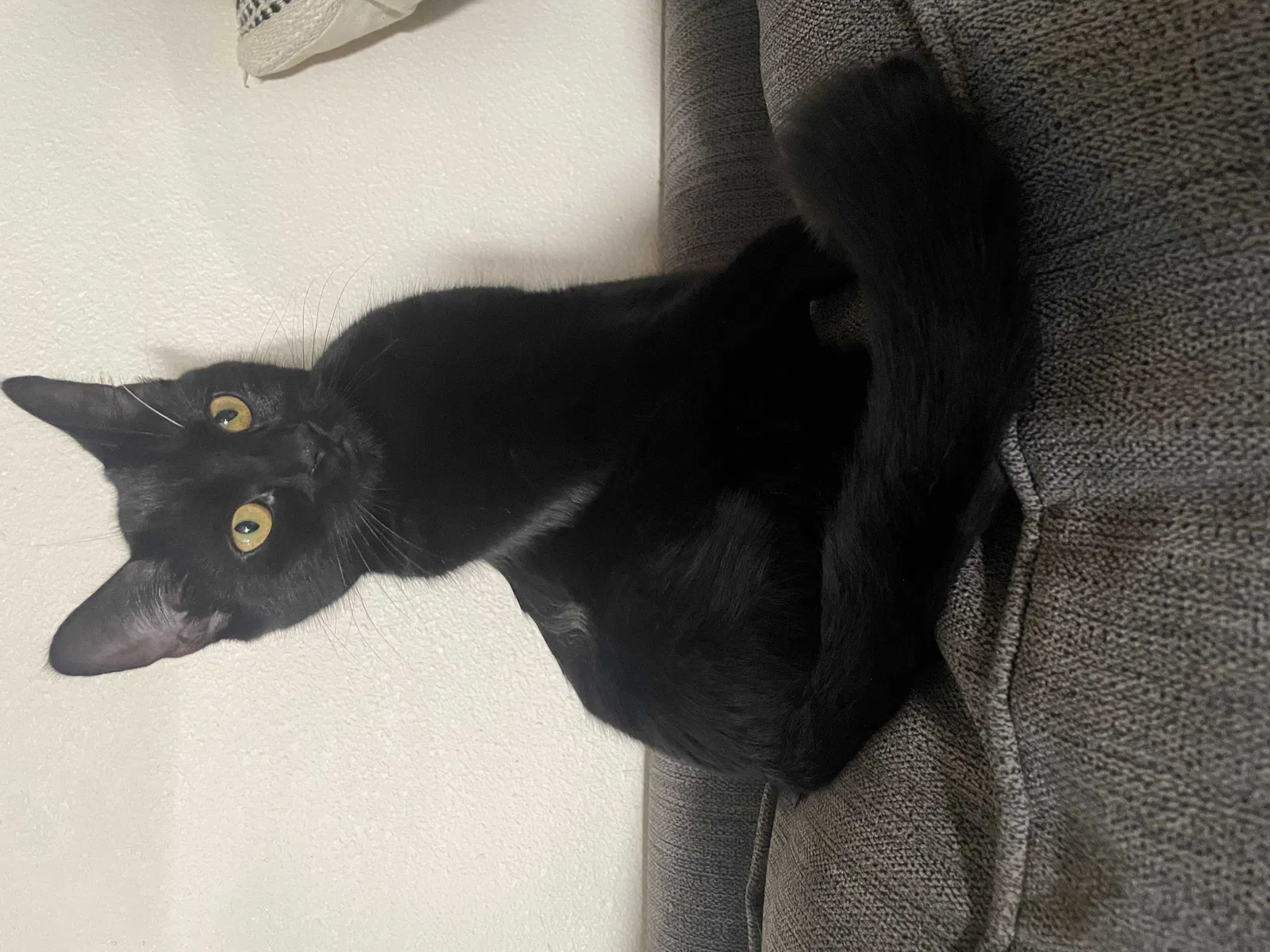 Lost cat in Coeur D Alene, ID, 83815