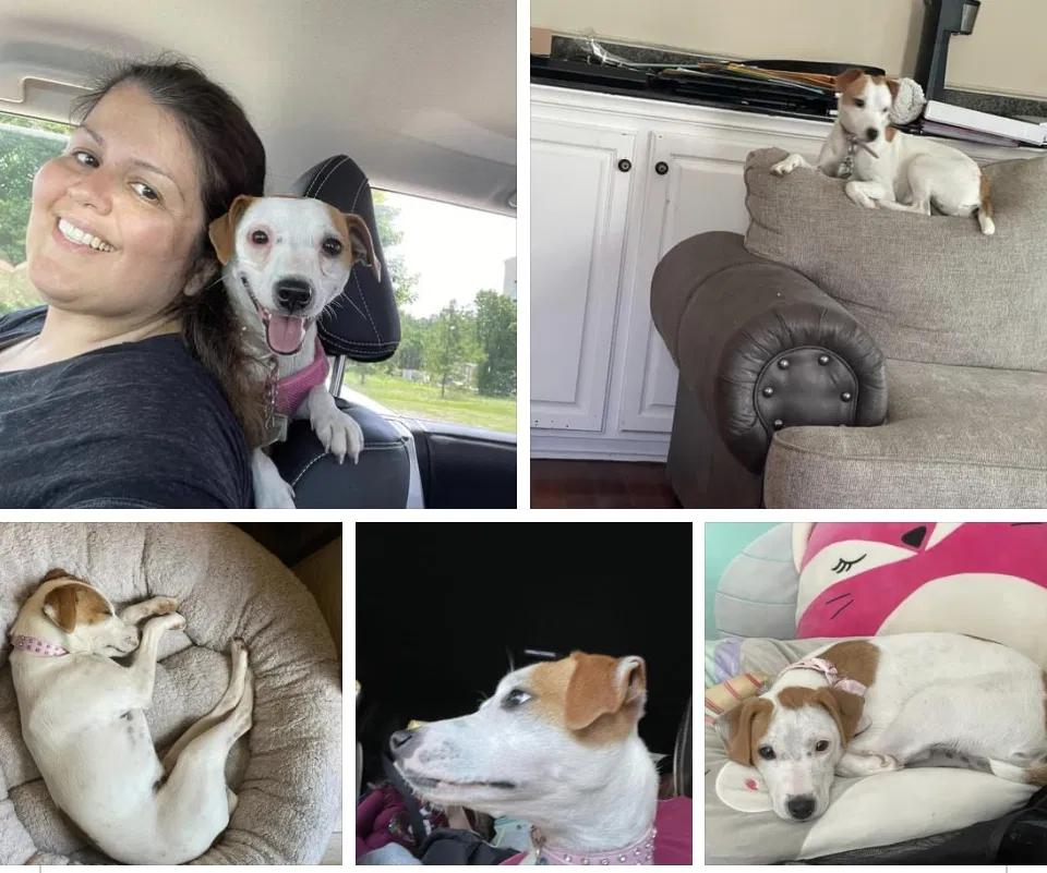 Lost dog in Brandon, MS, 39047