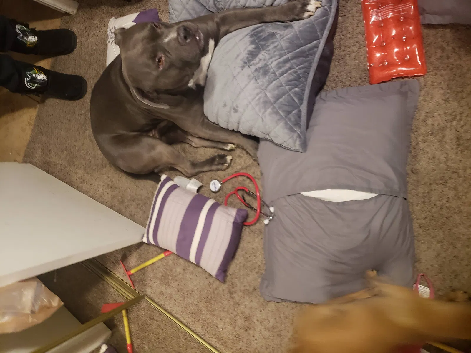 Lost dog in Phoenix, AZ, 85023