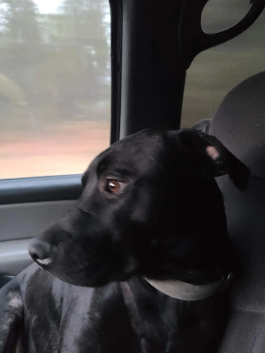 Lost dog in Post Falls, ID, 83854