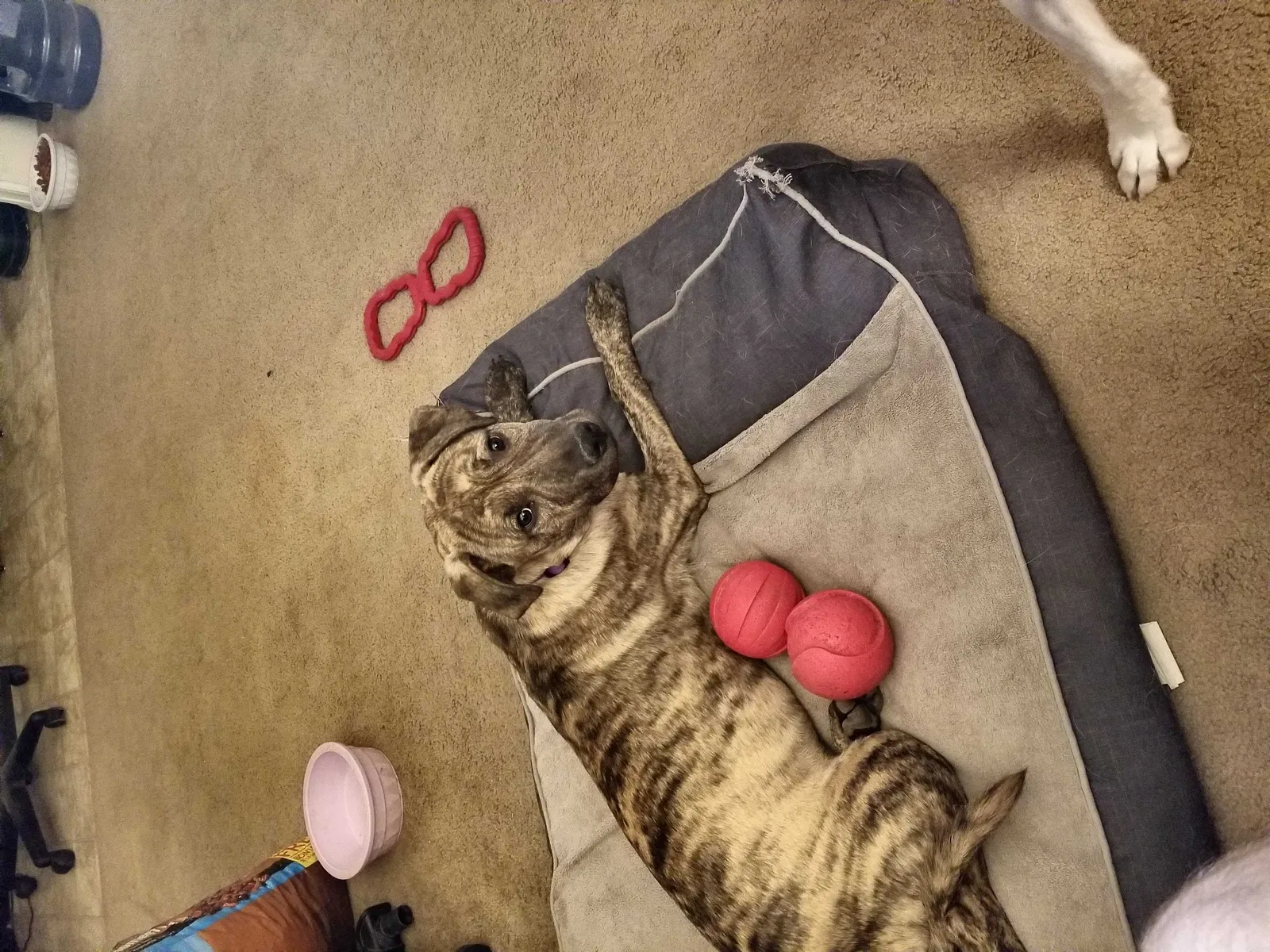 Lost dog in Bullhead City, AZ, 86442