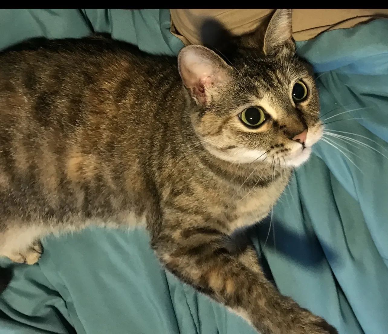 Lost cat in Plano, TX, 75074